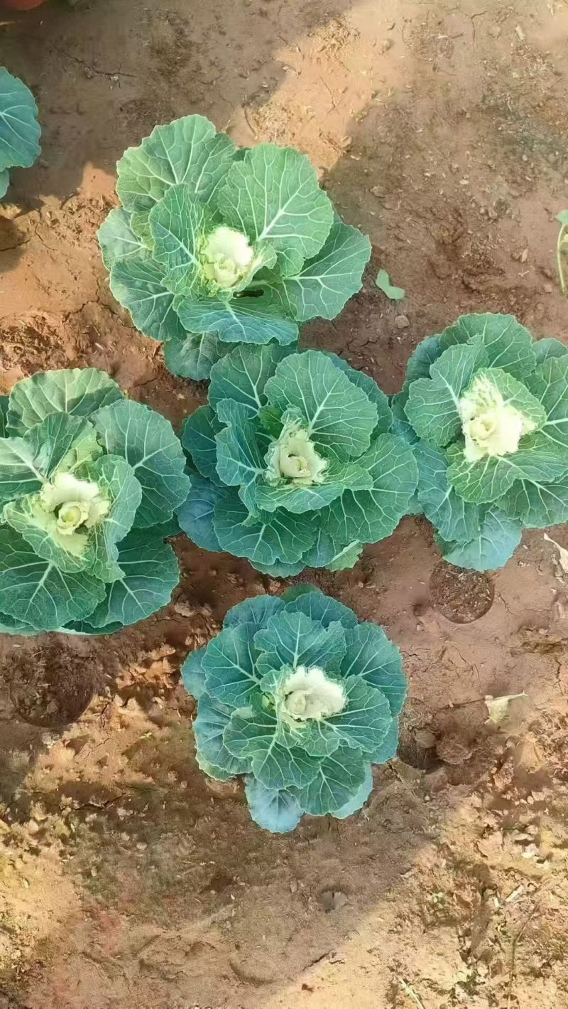 基地大量出售羽衣甘蓝