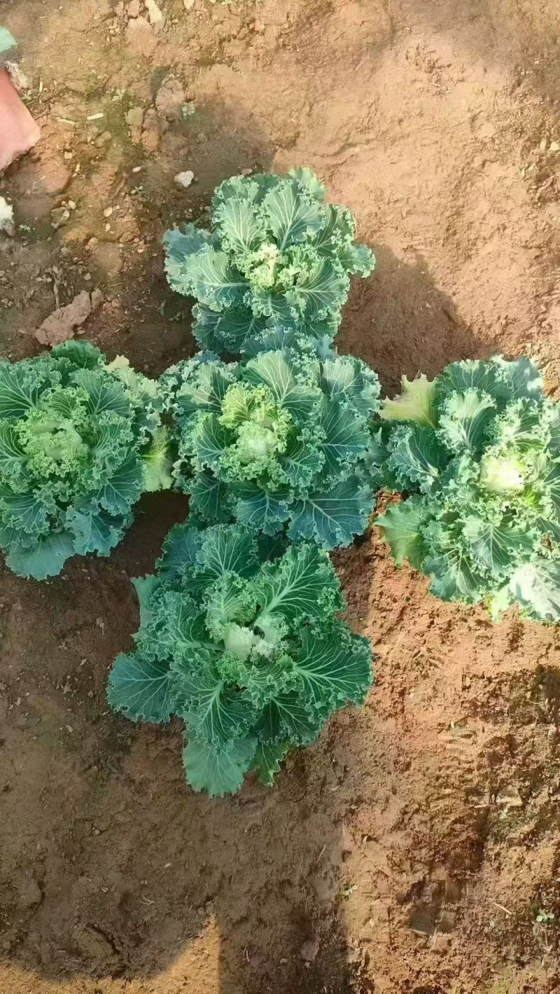 基地大量出售羽衣甘蓝
