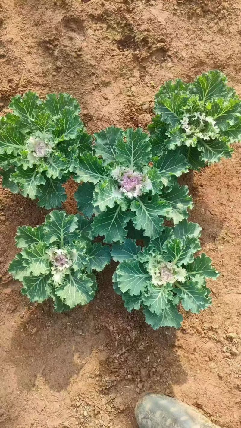 基地大量出售羽衣甘蓝