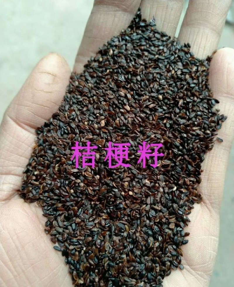 桔梗种子纯新改良高产桔梗籽发芽率高免费提技术
