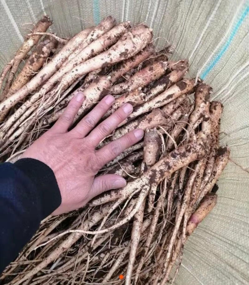 桔梗种子高产品种新采桔梗籽包发芽率提供种植技术