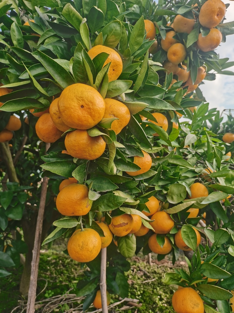 正宗早熟宫川蜜桔口感好甜干净漂亮