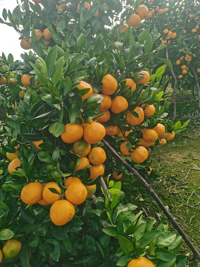 正宗早熟宫川蜜桔口感好甜干净漂亮