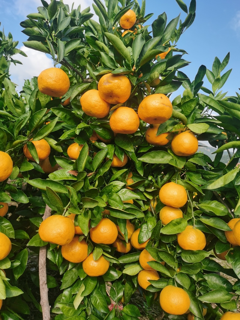 正宗早熟宫川蜜桔口感好甜干净漂亮