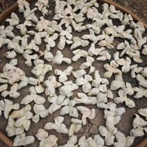 新会陈皮，百亩新会柑大量接单，产地直发，欢迎来电