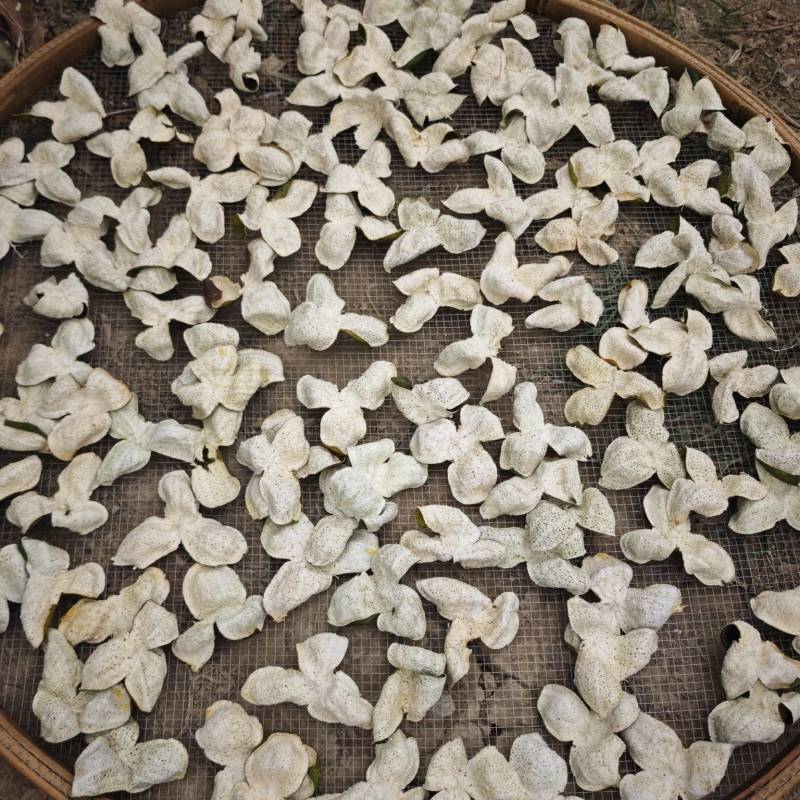 新会陈皮，百亩新会柑大量接单，产地直发，欢迎来电