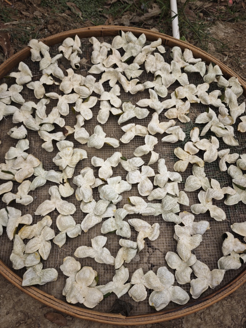 新会陈皮，百亩新会柑大量接单，产地直发，欢迎来电