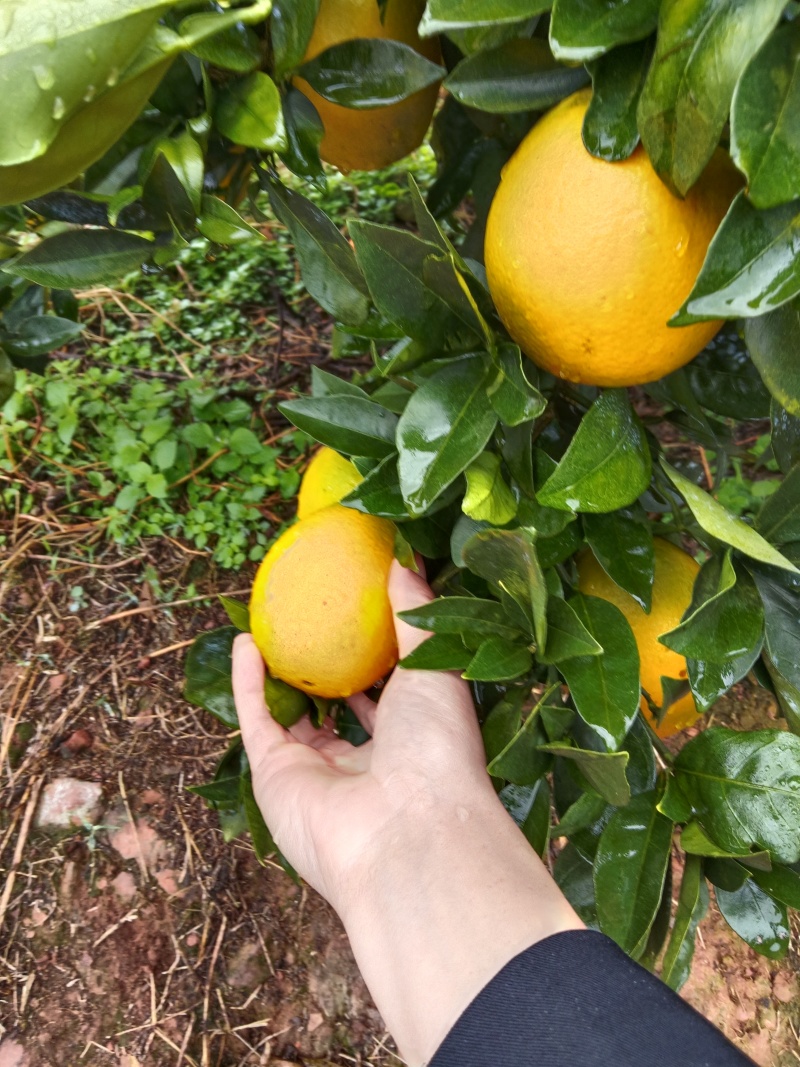 自家种植赣南脐橙，口感好，种植多年脐橙