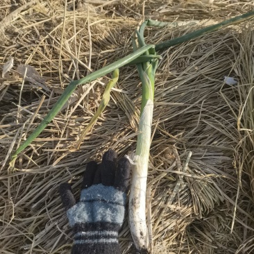 玉田大葱十万斤待售