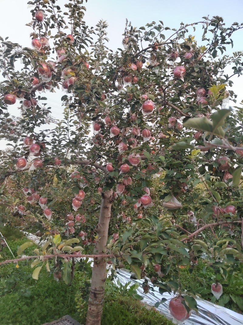 山西富士苹果