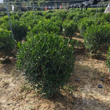 九里香球高度1米到1.2米移植袋苗福建现货批