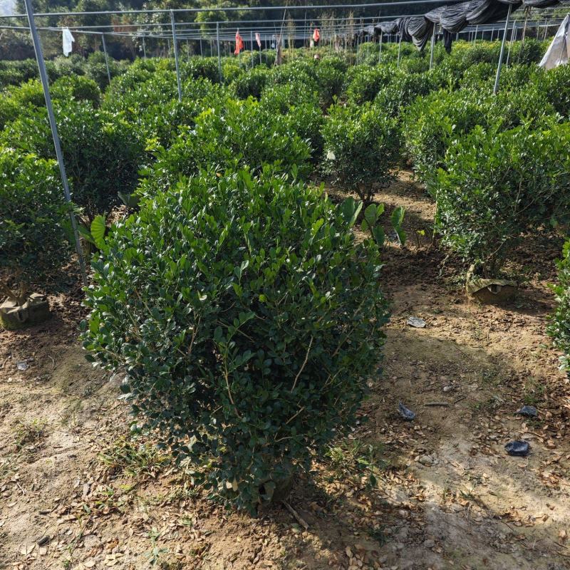 九里香球高度1米到1.2米移植袋苗福建现货批