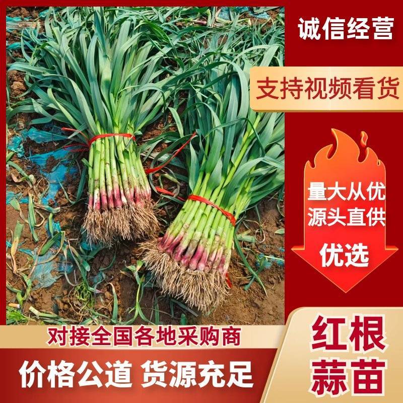 红根蒜苗、红皮蒜苗、基地直供、量大优惠