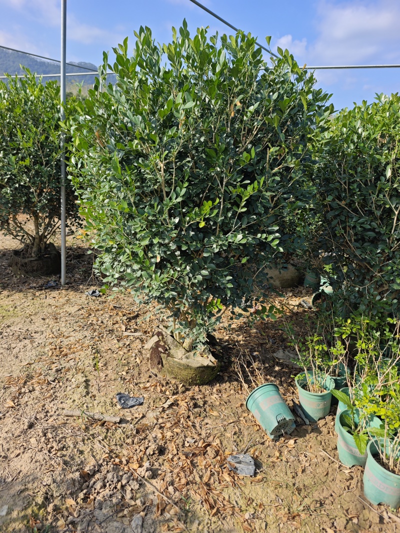 九里香球高度1米到1.2米移植袋苗福建现货批