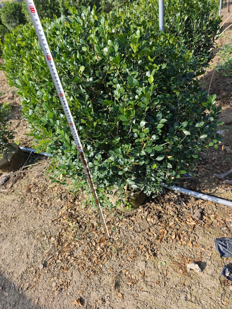 九里香球高度1米到1.2米移植袋苗福建现货批
