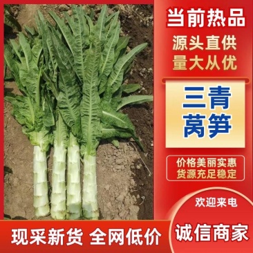 鲜嫩爽脆三青莴苣产地直发低价批发量大价优