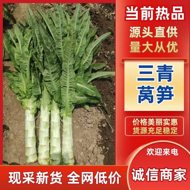 鲜嫩爽脆三青莴苣产地直发低价批发量大价优