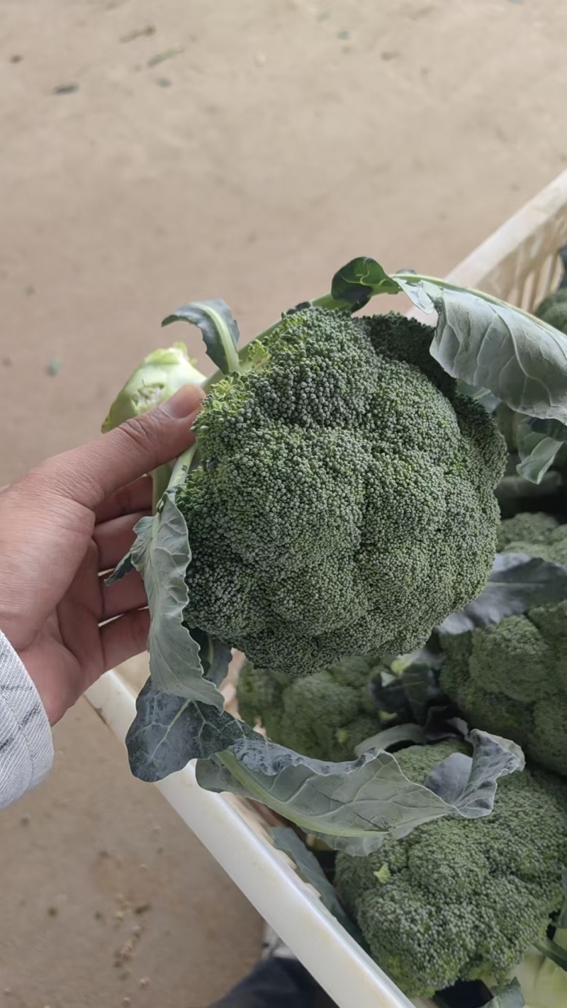 湖北一手货源耐寒西兰花新鲜上市价格美丽对接全国量大从优