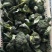 湖北一手货源耐寒西兰花新鲜上市价格美丽对接全国量大从优
