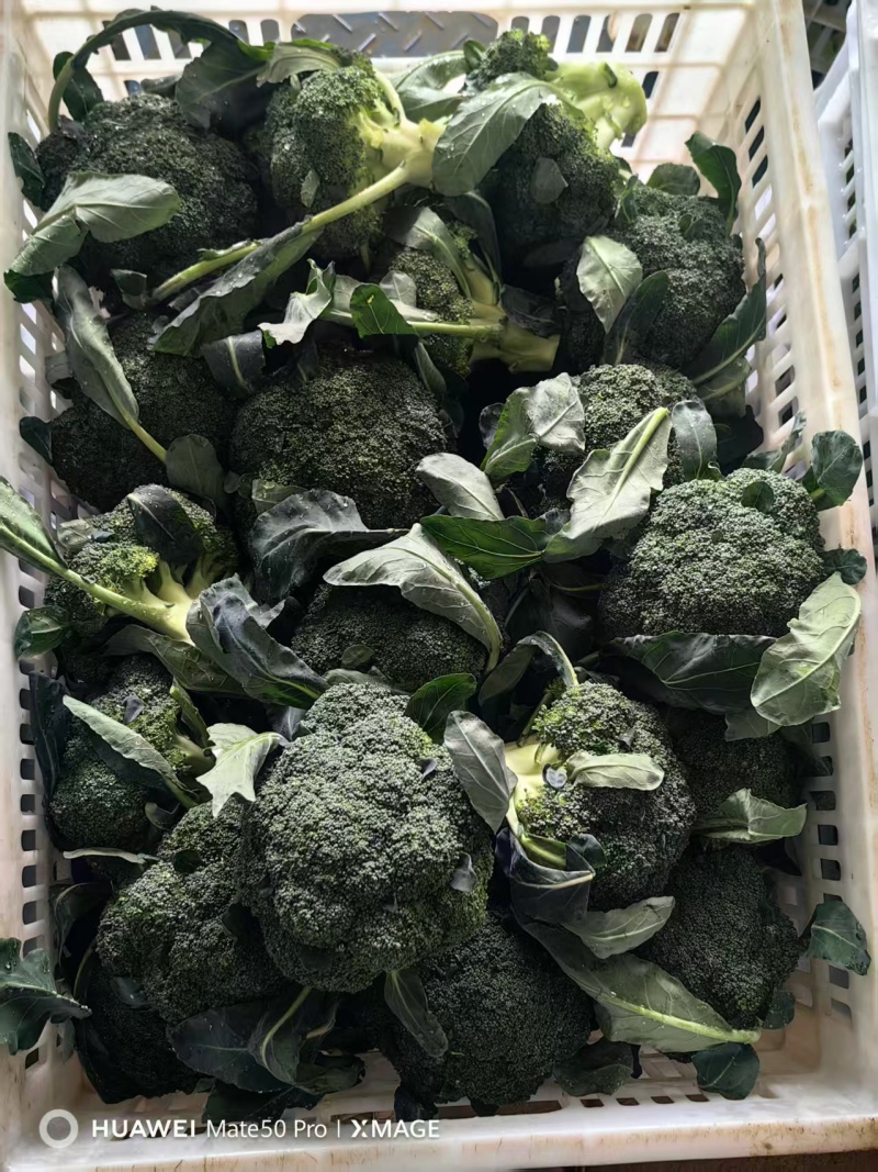 湖北一手货源耐寒西兰花新鲜上市价格美丽对接全国量大从优