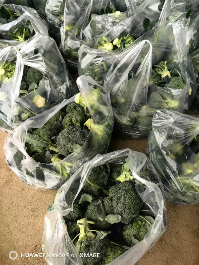 湖北一手货源耐寒西兰花新鲜上市价格美丽对接全国量大从优