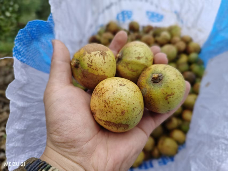 江西高山纯正山茶油60年老茶籽树物理榨油1斤装