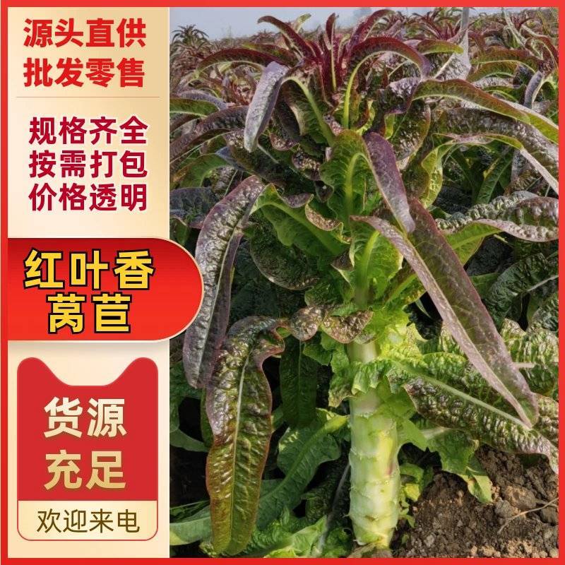 红叶香莴苣鲜嫩清脆，当季新鲜量大从优产地直发