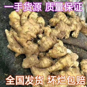 新疆生姜大姜老姜鲜姜辣味足块头大支持全国发货保质保量
