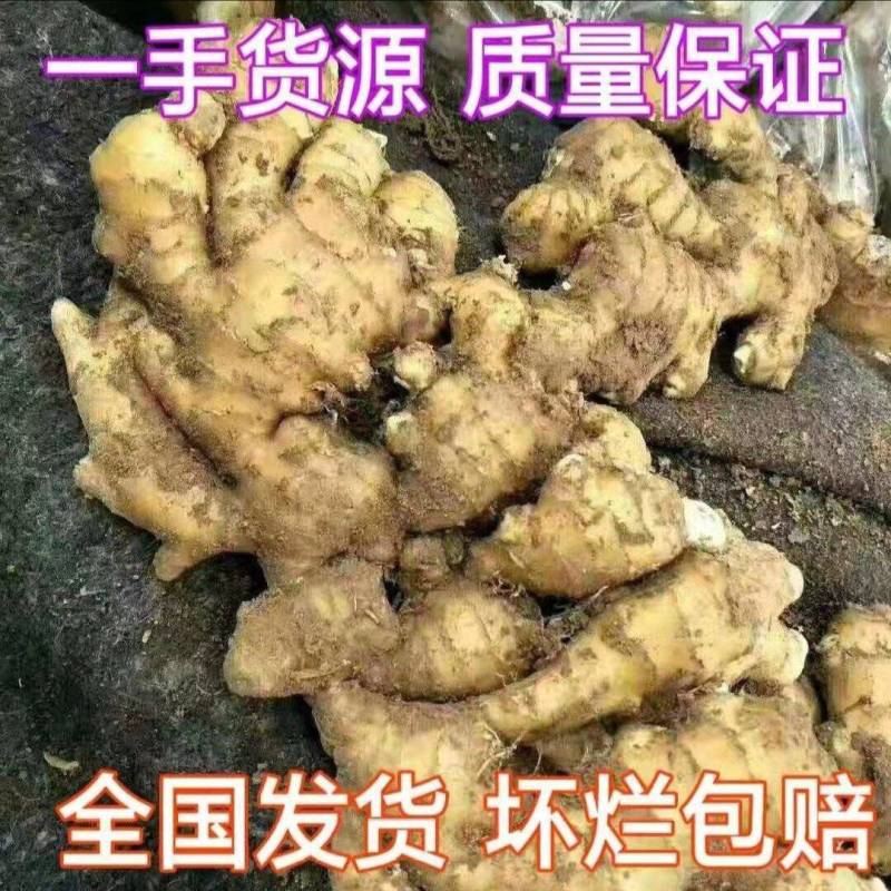 新疆生姜大姜老姜鲜姜辣味足块头大支持全国发货保质保量