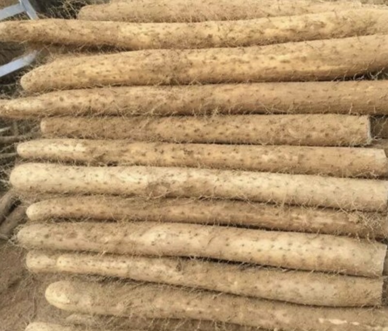 邢台白玉山药精品货