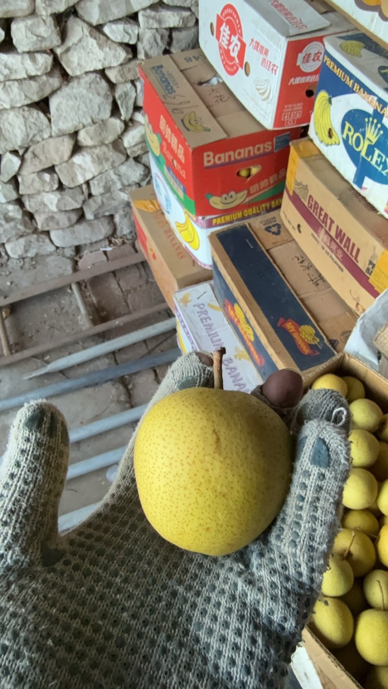 老品种酸梨安梨皮薄细碴可做冻梨农户产地直销