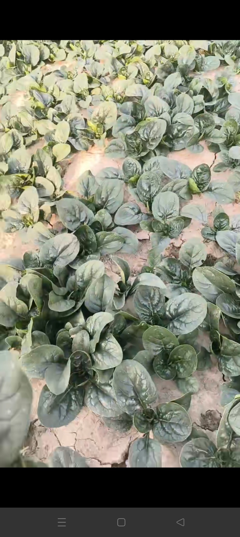 趴地菠菜，这边资源充足，价格合适，质量可以保证，没有烂叶