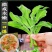 山东寿光新鲜采摘冰菜产地直发
