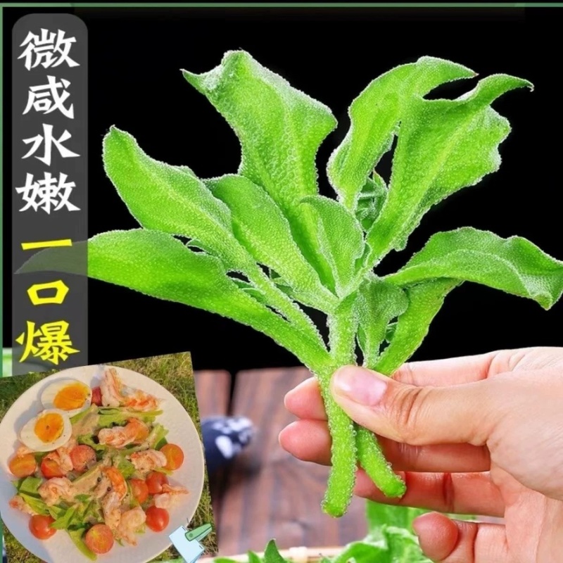 山东寿光新鲜采摘冰菜产地直发