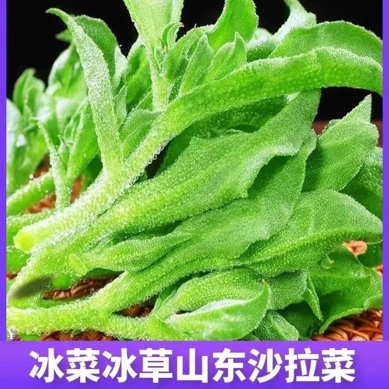 山东寿光新鲜采摘冰菜产地直发