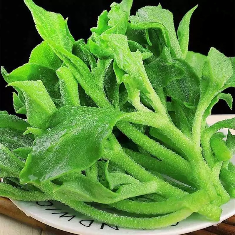 山东寿光新鲜采摘冰菜产地直发