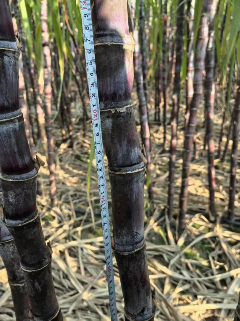 安徽阜阳甘蔗/急需处理100亩/黄皮甘蔗黑皮甘蔗都有