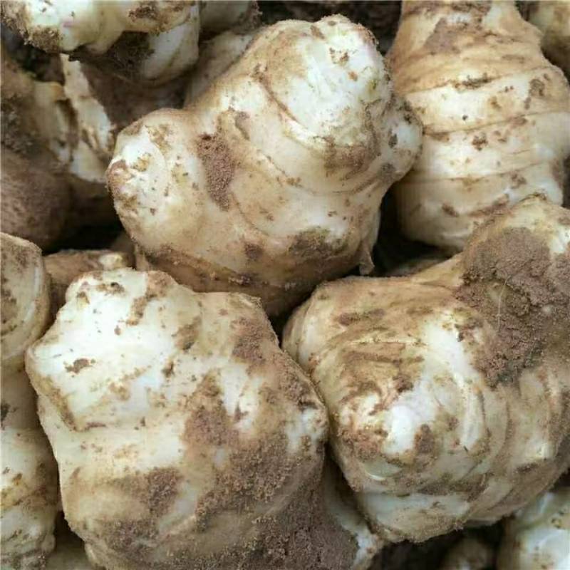 【推荐】本地洋姜菊芋供应市场商超电商一手货源量大从优