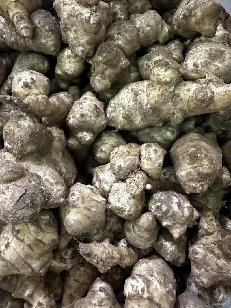 【推荐】本地洋姜菊芋供应市场商超电商一手货源量大从优