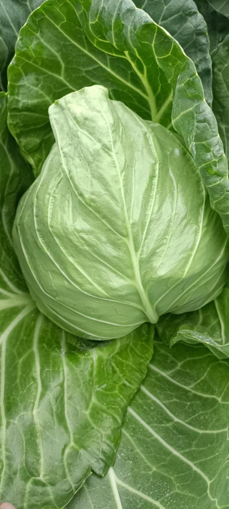 甘蓝