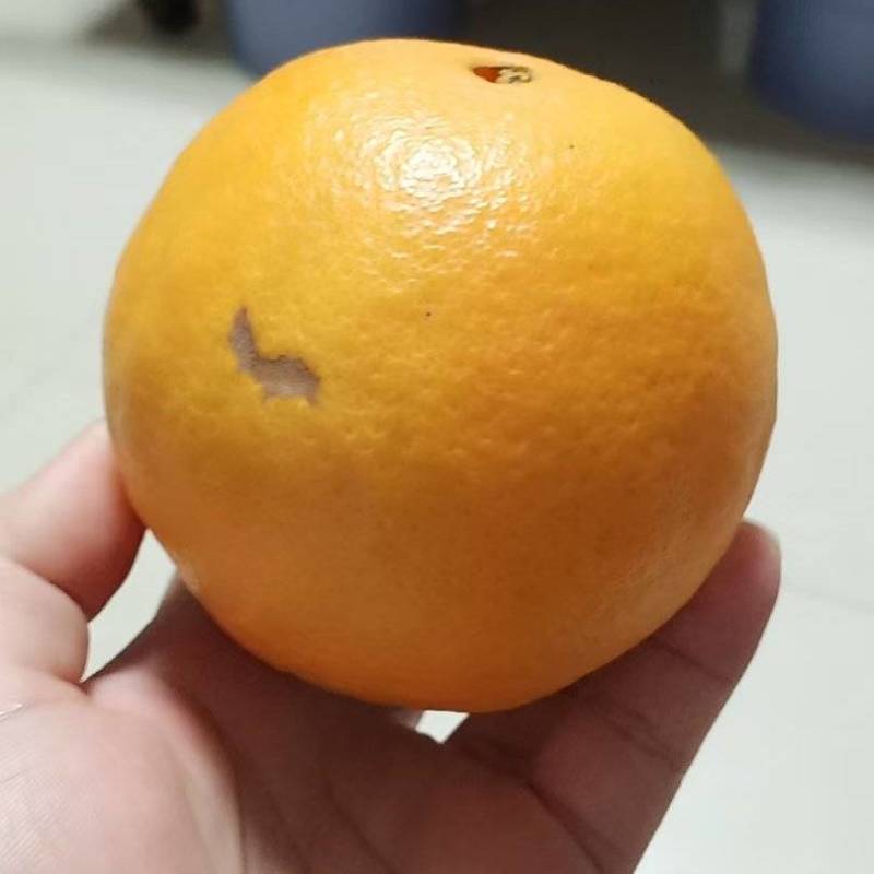 瑕疵果次果，不影响食用，表皮瑕疵，适合家庭食用或电商采购
