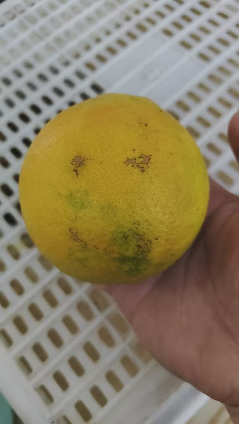 瑕疵果次果，不影响食用，表皮瑕疵，适合家庭食用或电商采购