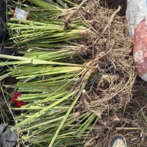 石菖蒲种苗4年苗140亩石菖蒲种苗大量现挖先发
