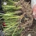 石菖蒲种苗4年苗140亩石菖蒲种苗大量现挖先发