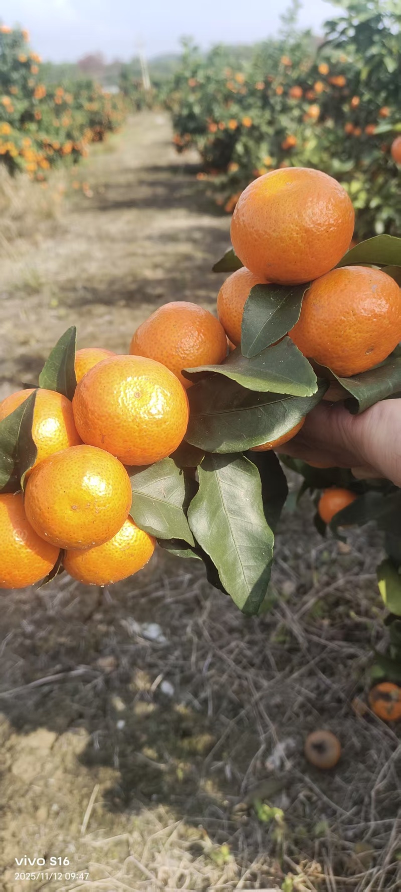 广西砂糖橘柑桔（一手货源，量大从优）规格齐全，欢迎电联