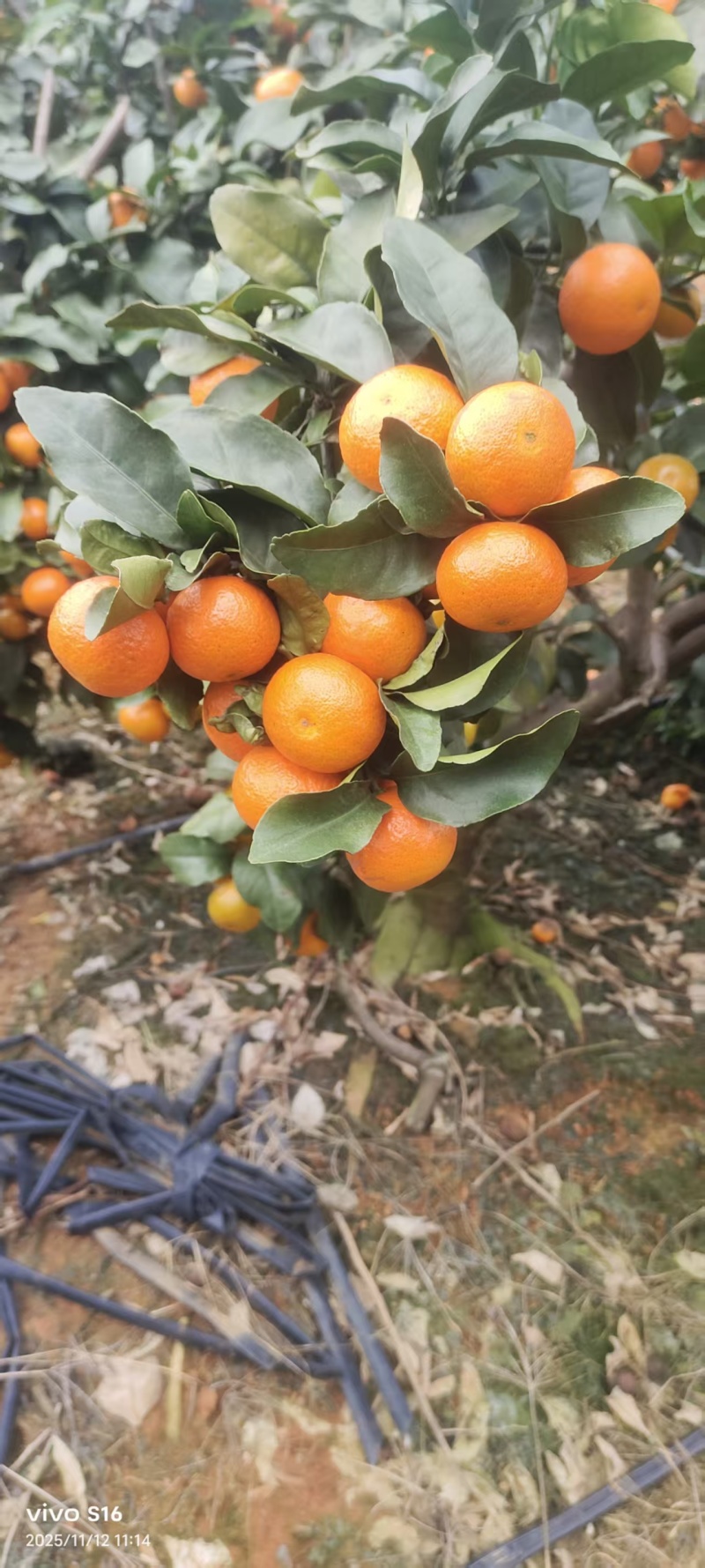 广西砂糖橘柑桔（一手货源，量大从优）规格齐全，欢迎电联
