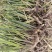 石菖蒲种苗4年苗140亩石菖蒲种苗大量现挖先发