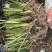 石菖蒲种苗4年苗140亩石菖蒲种苗大量现挖先发