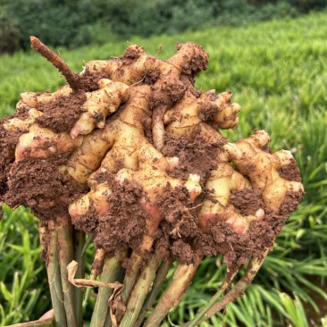 云南小黄姜大量有货价格便宜欢迎各大客商对接我是产地代办
