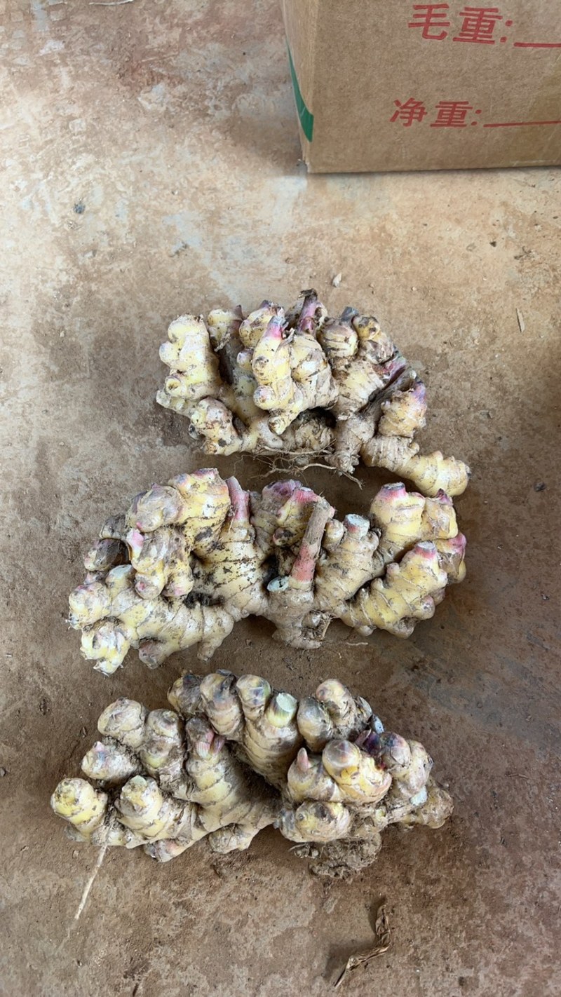 云南小黄姜大量有货价格便宜欢迎各大客商对接我是产地代办